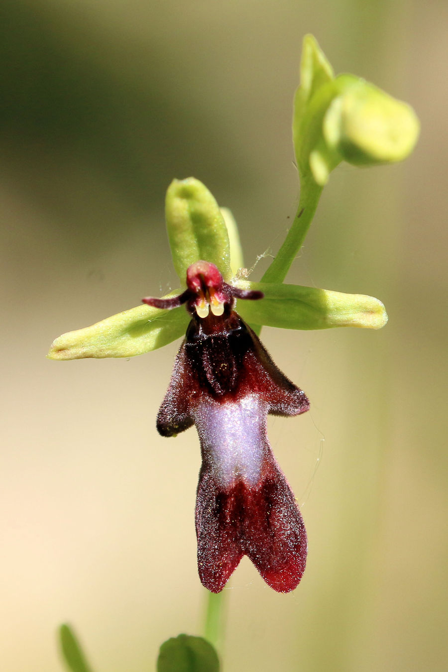 Ophrys insectifera ... con visita